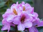 Washington State. Close-up of grouping of pink rhododendron flowers Art Print
